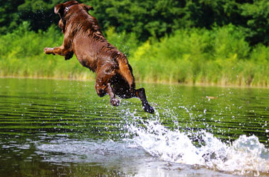 Hundebetreuung Friedrichshain 1